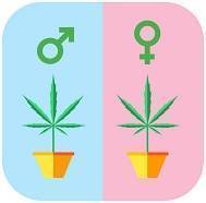 Avantages des graines de cannabis féminisées