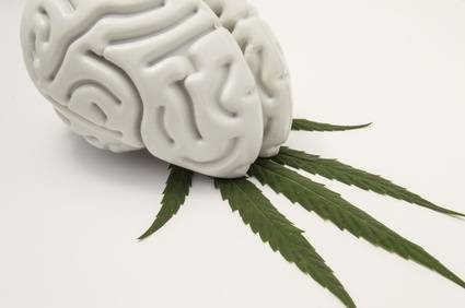 Cannabis Sativa Wirkung