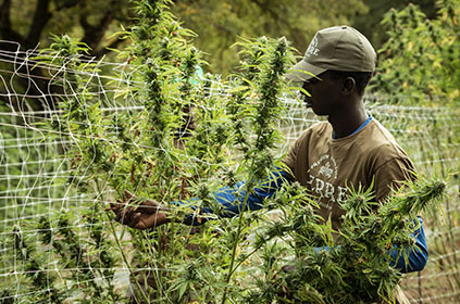 Champ de Cannabis