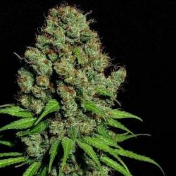 Aurora Indica