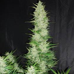 Auto CBD féminisée autofloraison - 3 graines