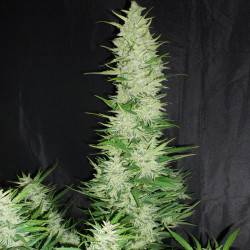 Auto CBD féminisée autofloraison - 5 graines