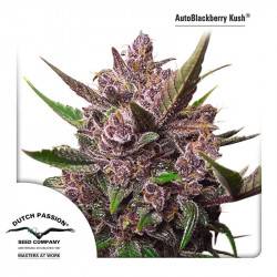 Auto Blackberry Kush féminisée