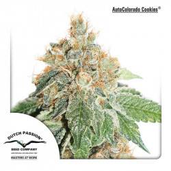 AutoColorado Cookies féminisée autofloraison - 3 graines