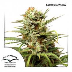 Autowhite Widow Féminisée