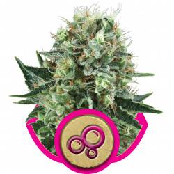 Bubble Kush Féminisée - 3 graines