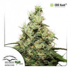 CBD Kush Féminisée