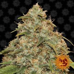 CBD citron potion féminisée autofloraison