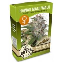 Hawaii Maui Waui féminisée
