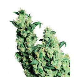 Jack Herer