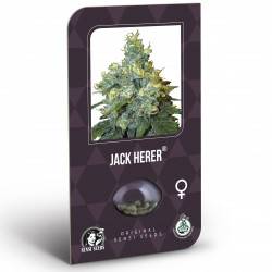 Jack Herer Féminisée (Classic Redux Serie)