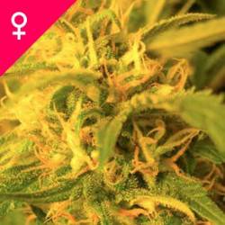 Northern Lights Feminisiert