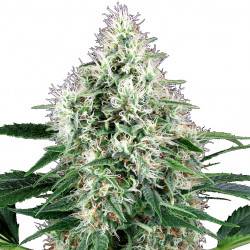 Pure Power Plant autofloraison