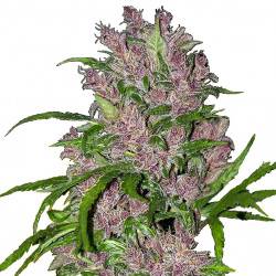 Purple Bud féminisée autofloraison