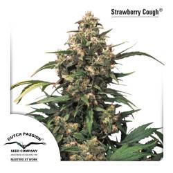 Strawberry Cough féminisée