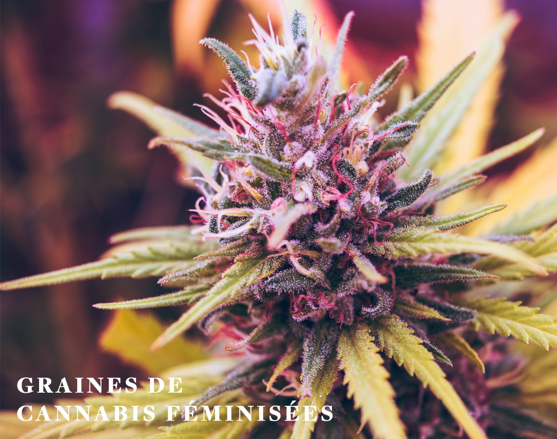 Graines de cannabis féminisées