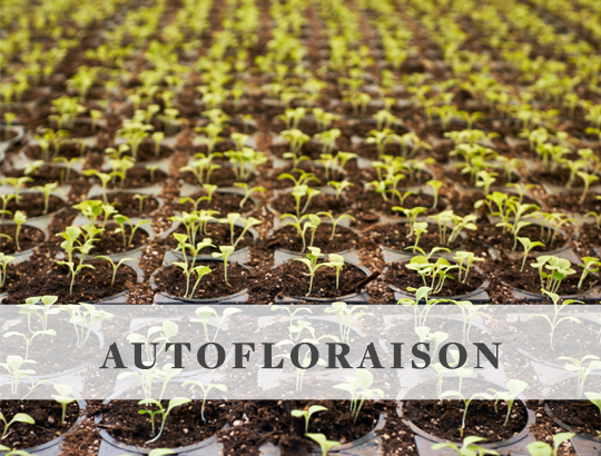 Autofloraison